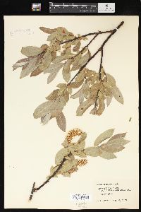 Salix commutata image