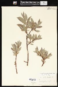 Salix commutata image