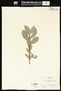 Salix commutata image