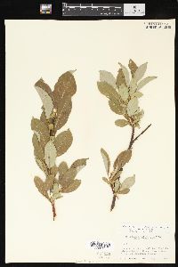 Salix commutata image