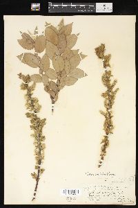 Salix cordata image