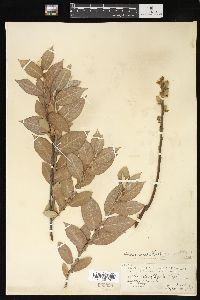 Salix cordata image