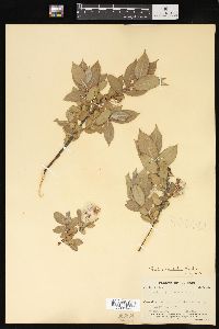 Salix cordata image