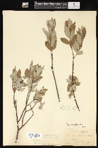 Salix cordata image