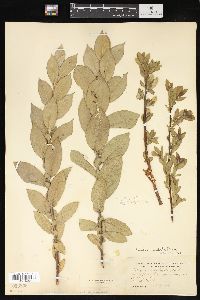 Salix cordata image