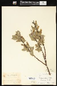 Salix cordata image