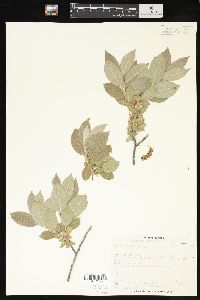 Salix cordata image