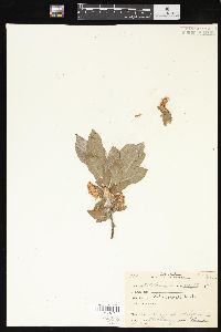 Salix cordata image