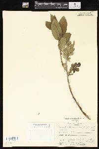 Salix cordata image