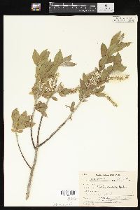 Salix cordata image