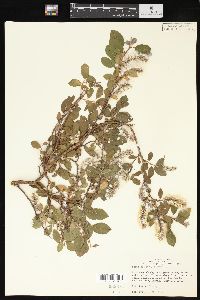 Salix cordifolia image