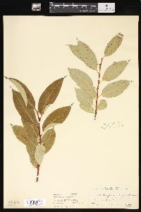 Salix tetrasperma image