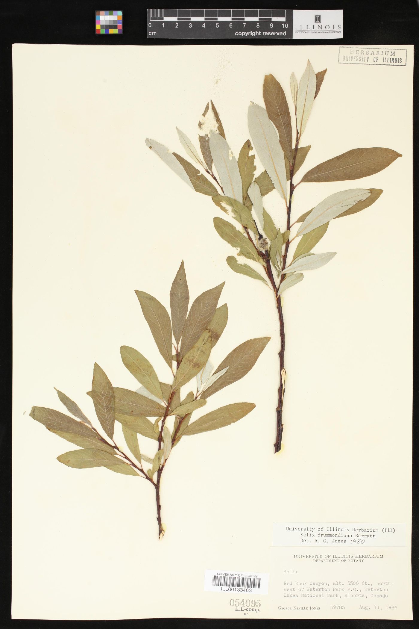 Salix drummondiana image