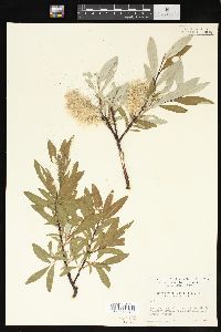 Salix drummondiana image