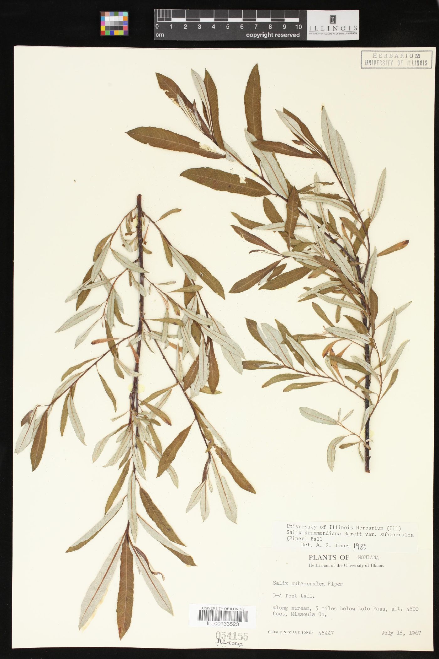 Salix drummondiana var. subcoerulea image