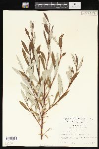 Salix drummondiana image