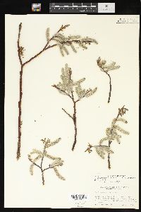 Salix drummondiana image