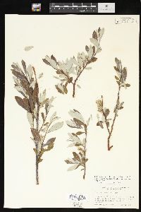 Salix drummondiana image