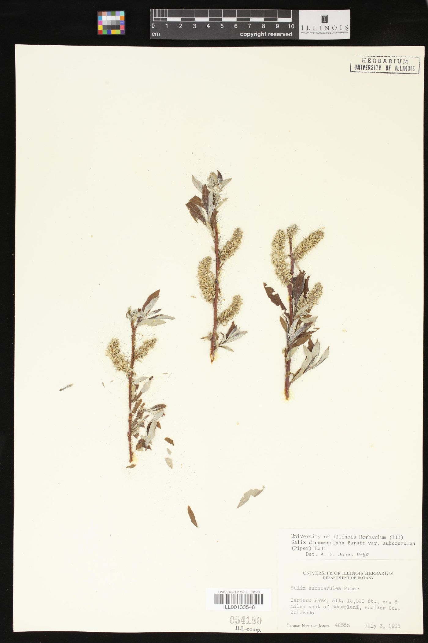 Salix drummondiana var. subcoerulea image