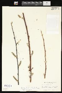 Salix drummondiana var. subcoerulea image