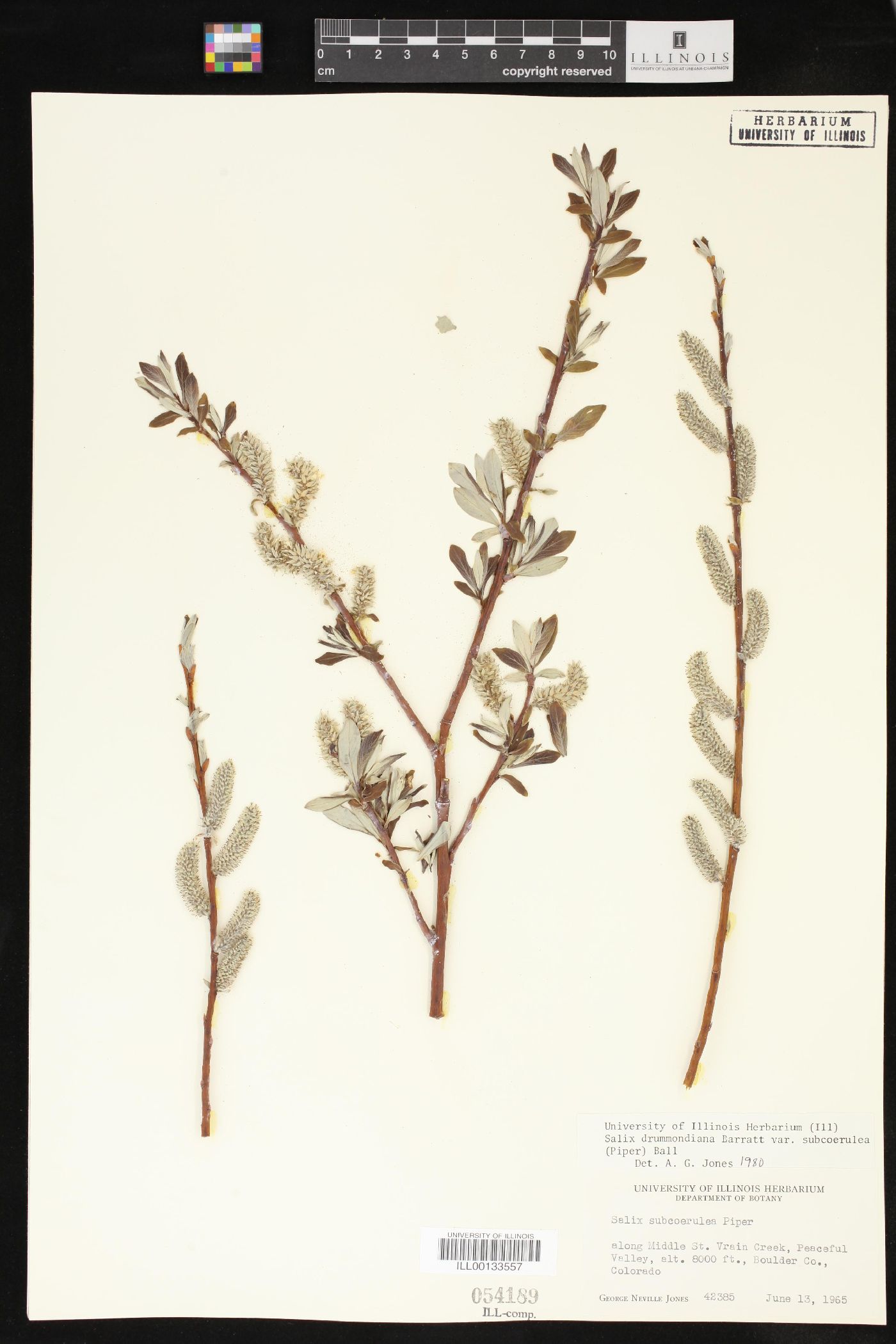 Salix drummondiana var. subcoerulea image