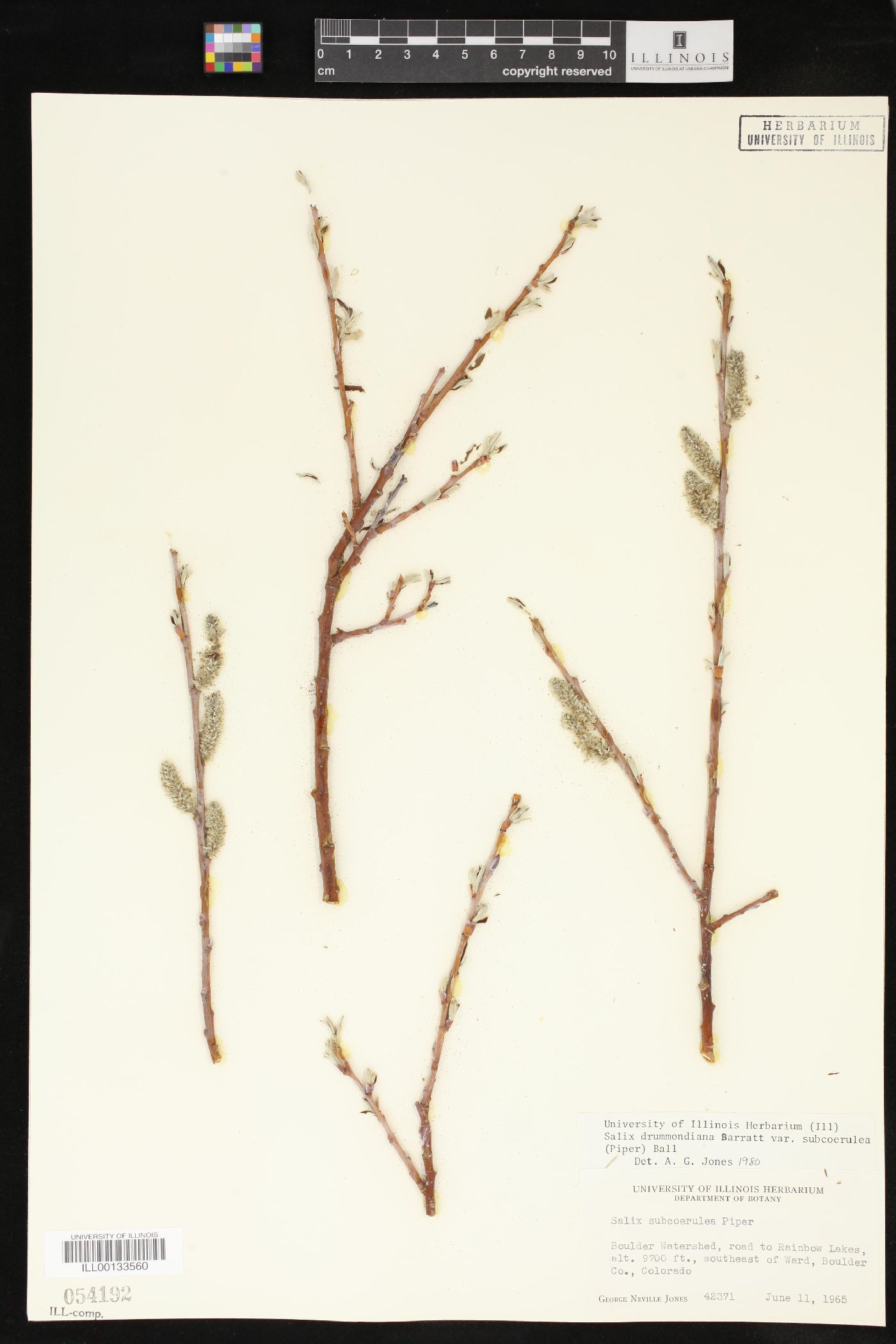 Salix drummondiana var. subcoerulea image