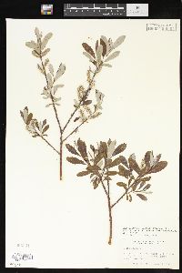 Salix drummondiana var. subcoerulea image