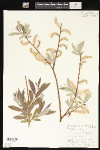 Salix drummondiana image