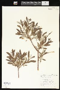 Salix drummondiana var. subcoerulea image