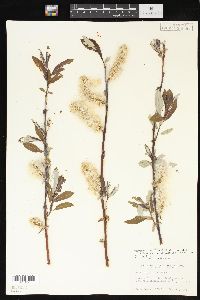 Salix drummondiana var. subcoerulea image