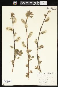 Salix drummondiana image