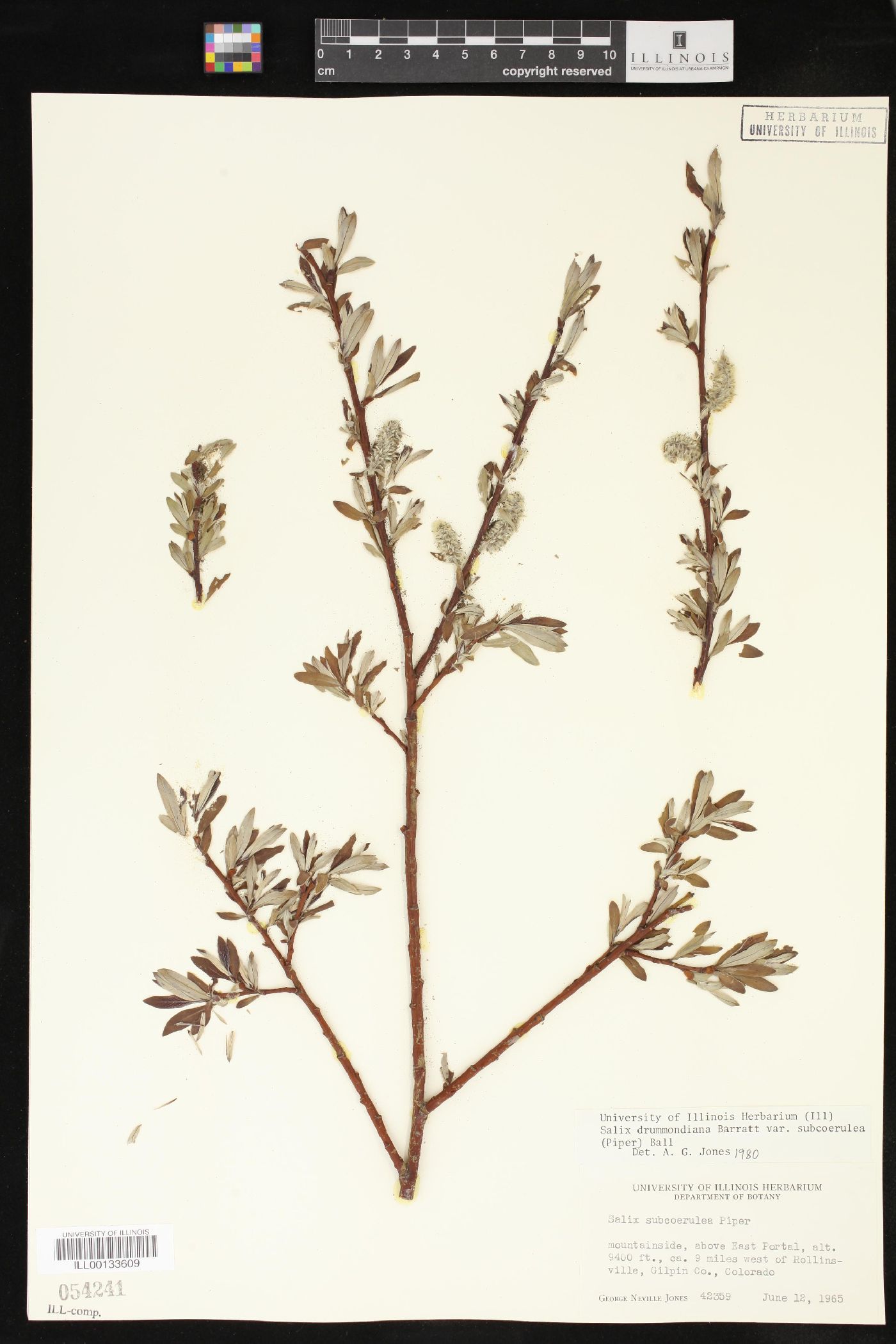 Salix drummondiana var. subcoerulea image