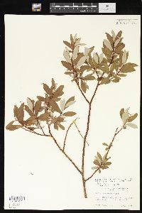 Salix drummondiana var. subcoerulea image