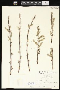 Salix drummondiana var. subcoerulea image