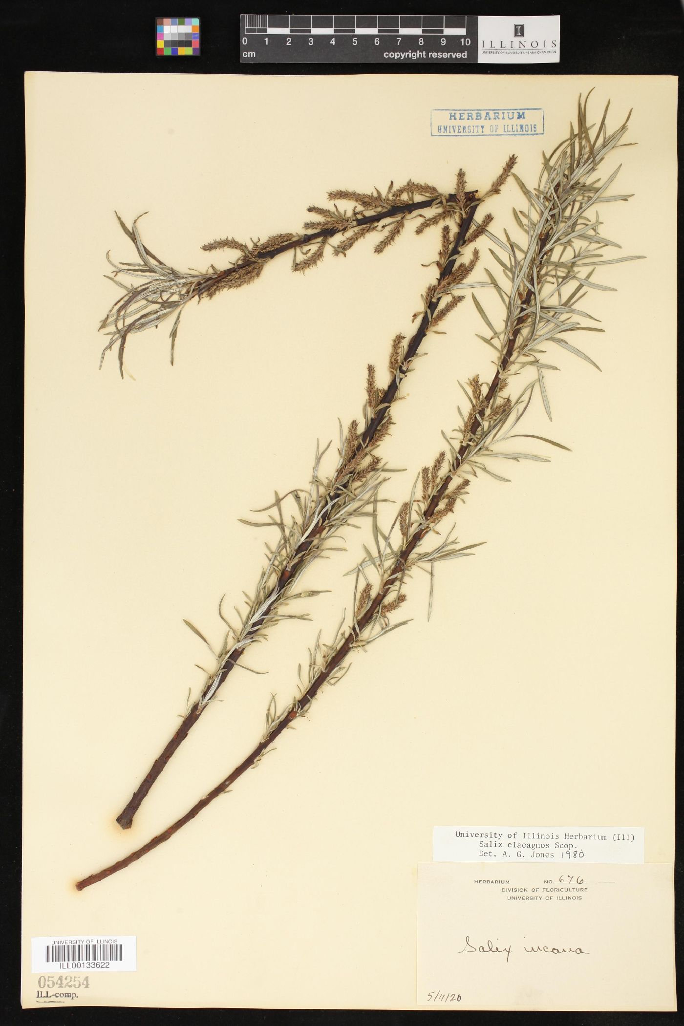 Salix elaeagnos image