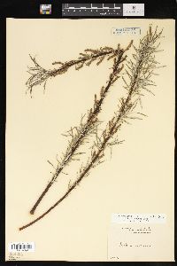 Salix elaeagnos image