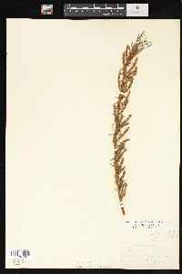 Salix elaeagnos image