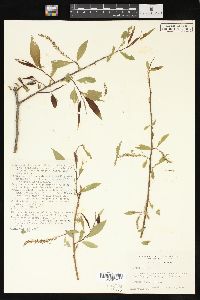 Salix × fragilis image