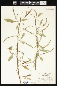 Salix × fragilis image