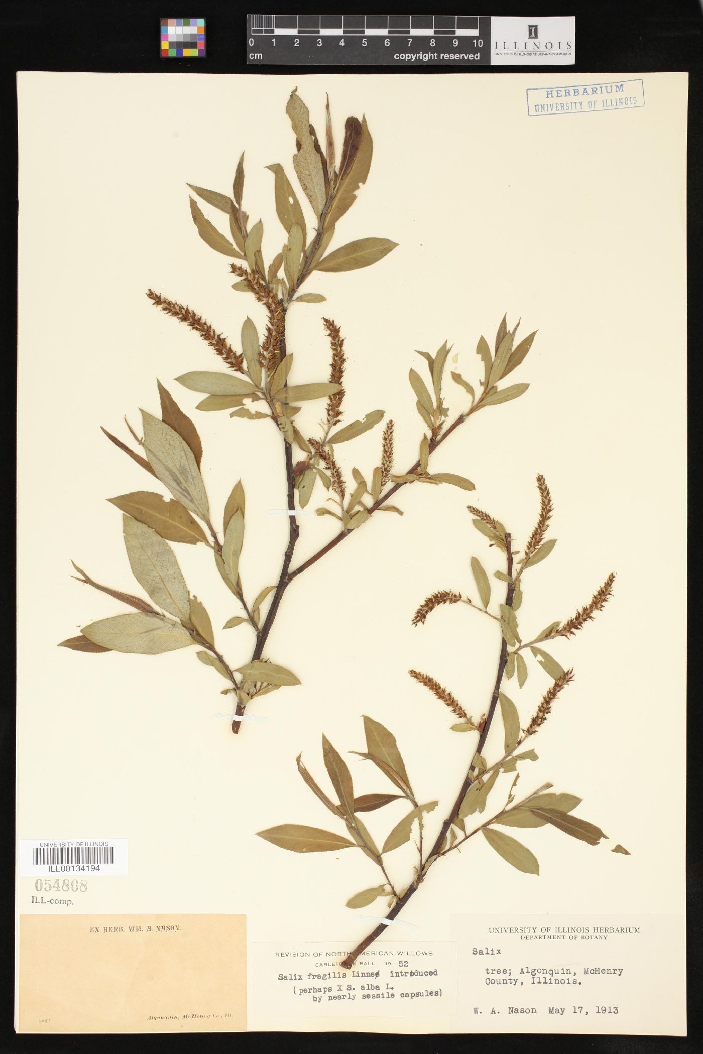 Salix × fragilis image