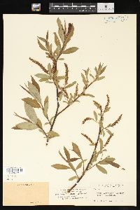 Salix × fragilis image