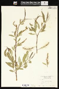 Salix × fragilis image