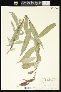 Salix × fragilis image