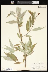 Salix × fragilis image