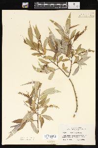 Salix × fragilis image