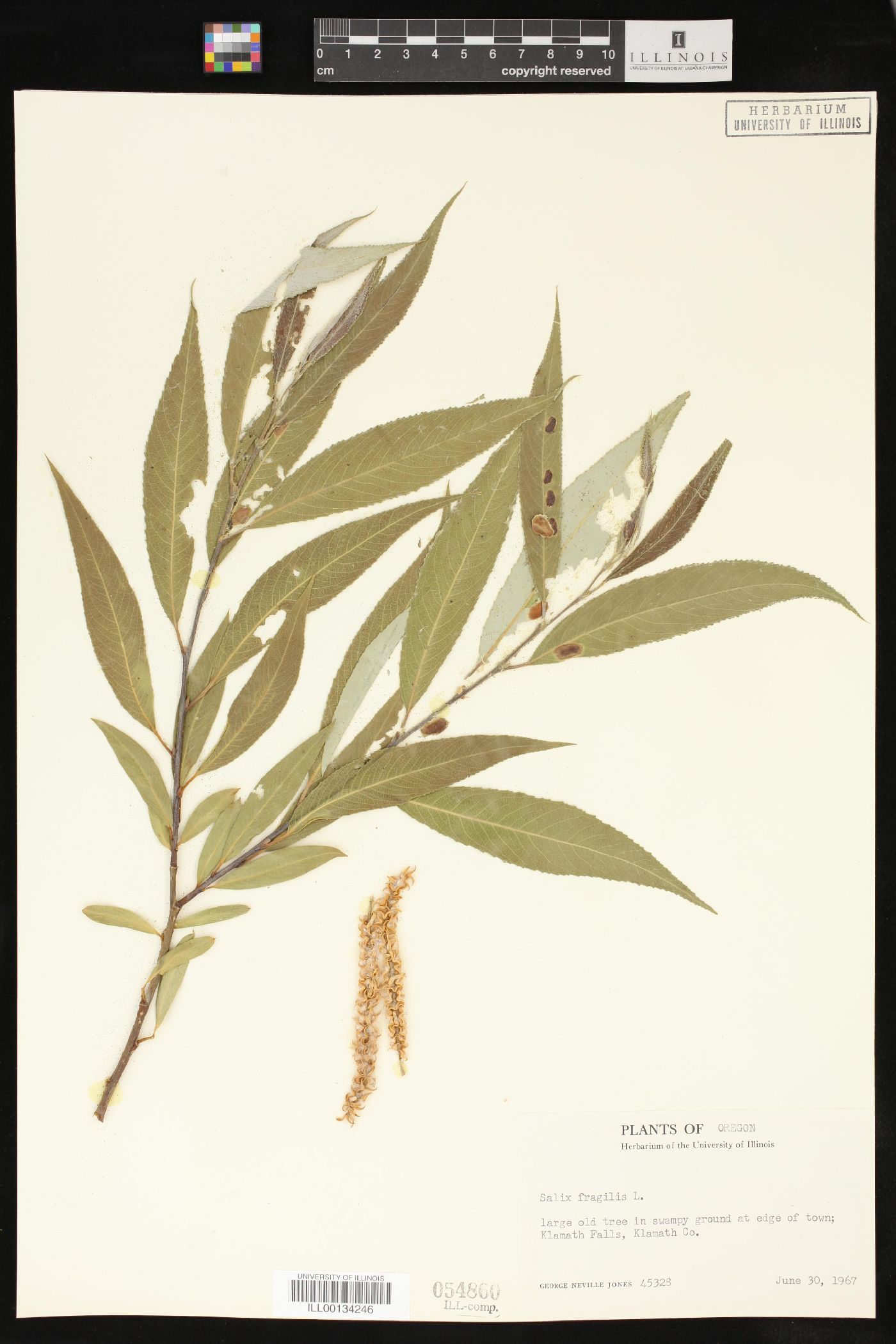 Salix × fragilis image