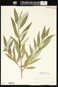Salix × fragilis image