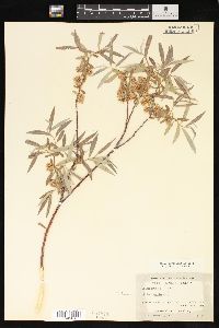 Salix geyeriana image