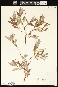 Salix geyeriana image