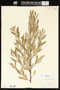 Salix geyeriana image